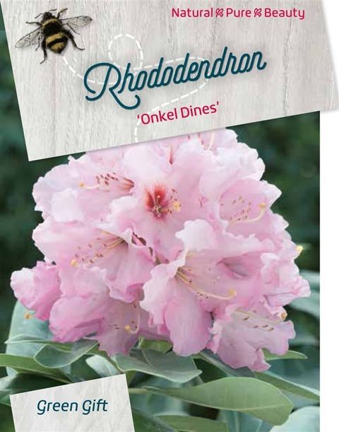 Rhododendron 'Onkel Dines'