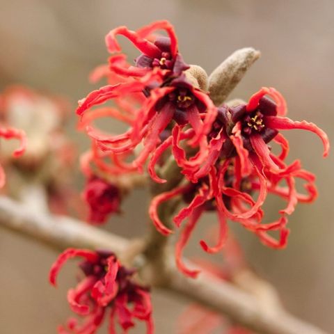 Hamamelis x intermedia 'Rubin'