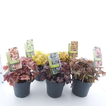 x Heucherella MIX