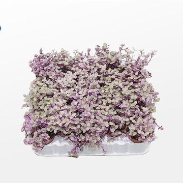 Tradescantia fluminensis