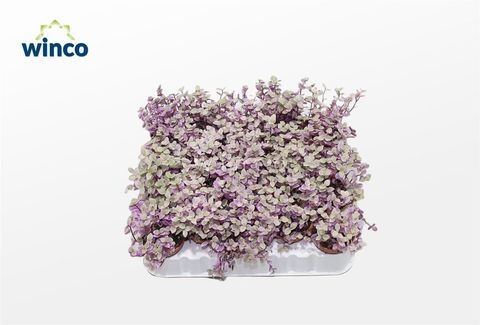 Tradescantia fluminensis