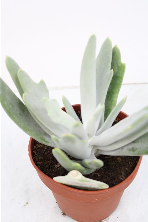 Cotyledon orbiculata 'Elk Horns'