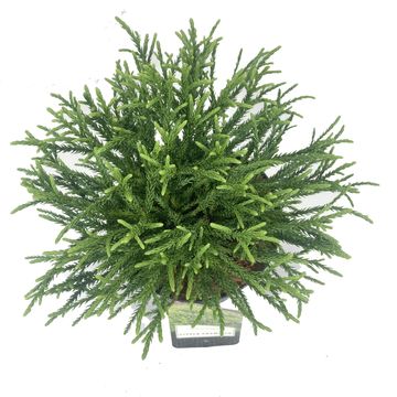 Cryptomeria japonica 'Little Champion'