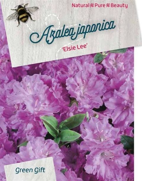 Rhododendron 'Elsie Lee' (AJ)