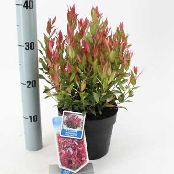 Leucothoe 'Little Flames'