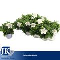 Platycodon grandiflorus 'Astra White'