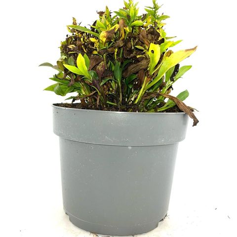 Aster 'Schneekissen'