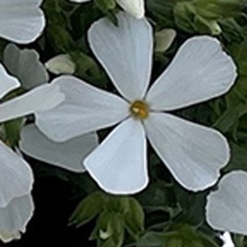 Phlox SUBULATA MIX