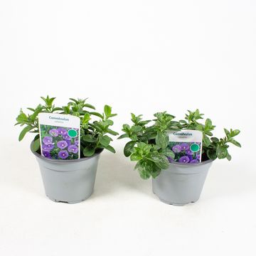 Convolvulus sabatius 'Compact Blue'