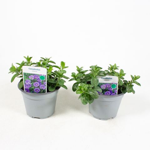 Convolvulus sabatius 'Compact Blue'