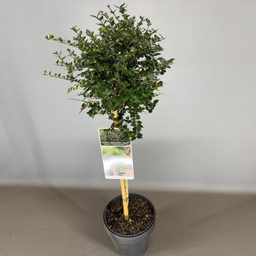 Lonicera nitida GARDEN CLOUDS COPPER GLOW