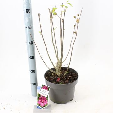 Hibiscus syriacus LITTLE LEGENDS PINK