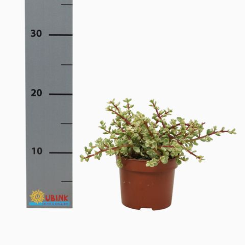 Portulacaria afra 'Variegata'