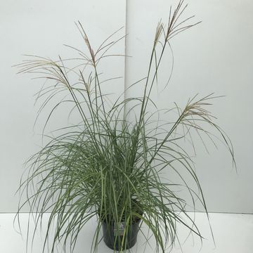 Miscanthus sinensis 'Фламинго'