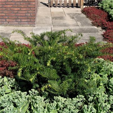 Taxus x media 'Farmen'