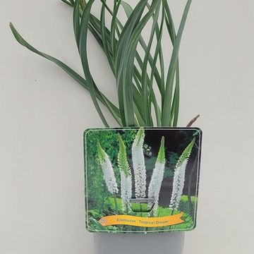 Eremurus 'Tropical Dream'