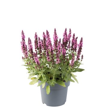 Salvia nemorosa SENSATION DEEP ROSE