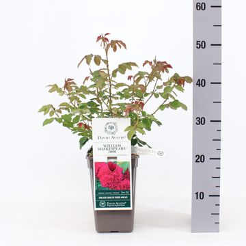 Rosa WILLIAM SHAKESPEARE 2000