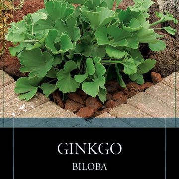 Ginkgo biloba 'Mariken'