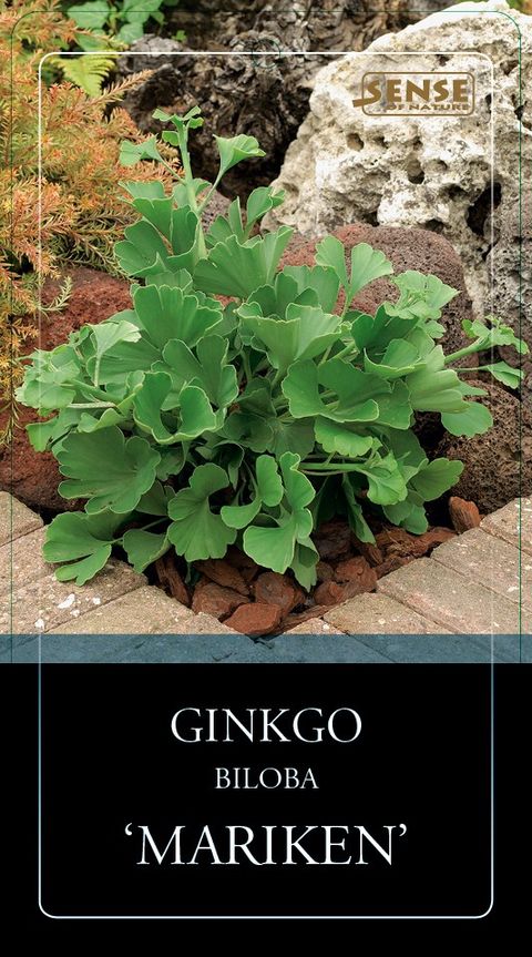 Ginkgo biloba 'Mariken'