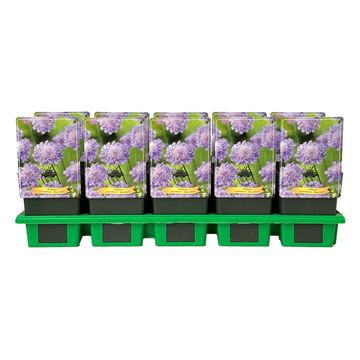 Scabiosa columbaria 'Blue Note'