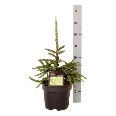 Picea abies 'Inversa'