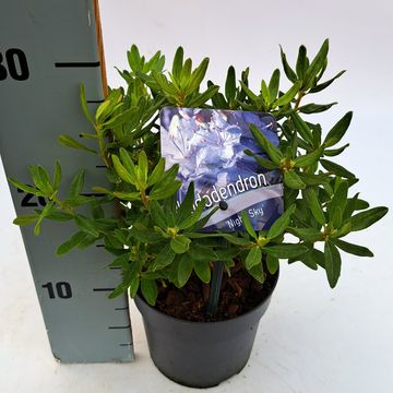 Rhododendron 'Night Sky'