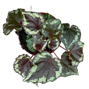 Begonia ignita