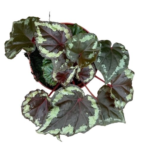 Begonia ignita