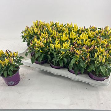 Capsicum annuum 'Salsa Yellow Red'