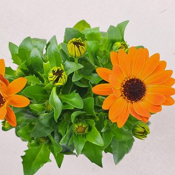 Osteospermum MARGARITA ORANGE FLARE