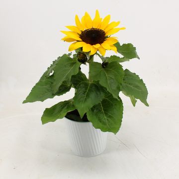 Helianthus annuus 'Sunsation'