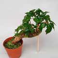 Begonia carolineifolia 'Highlander'