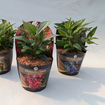 Buddleja davidii BUTTERFLY CANDY MIX