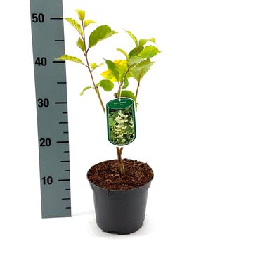 Pterostyrax corymbosus