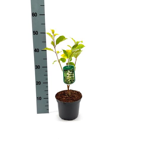 Pterostyrax corymbosus