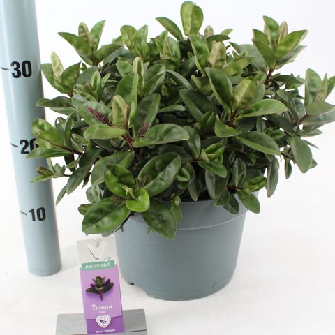 Hebe HEBEDONNA ALEXA