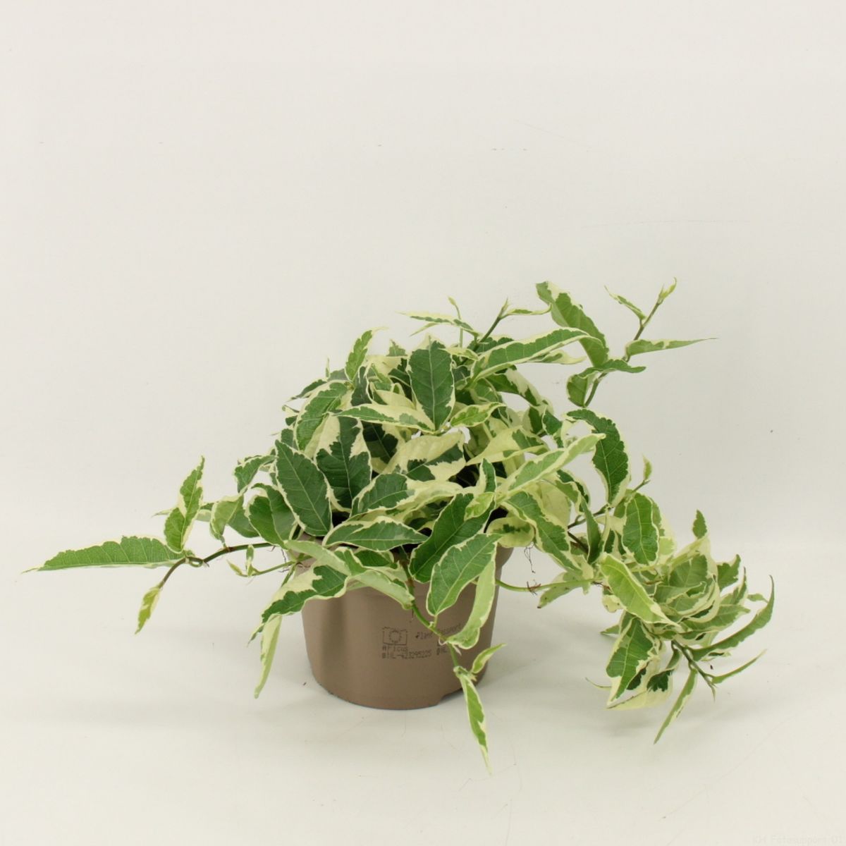 hoya ds-70 variegata Hoya DS-70 – Compact Trailing Hoya with Coral Flowers