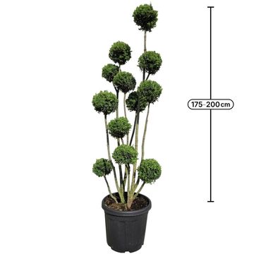 Taxus x media 'Hicksii'