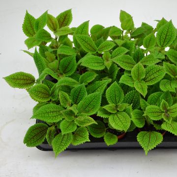 Pilea involucrata 'Moon Valley'