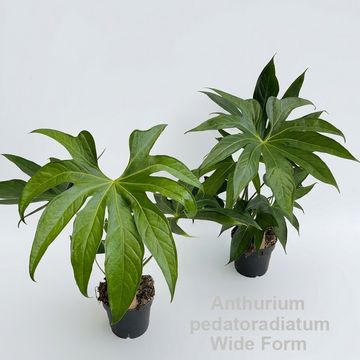 Anthurium pedatoradiatum 'Wide Form'