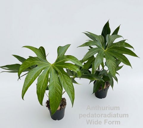 Anthurium pedatoradiatum 'Wide Form'