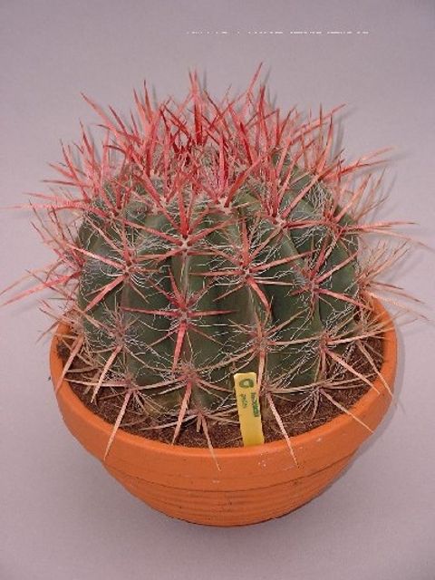 Ferocactus pilosus