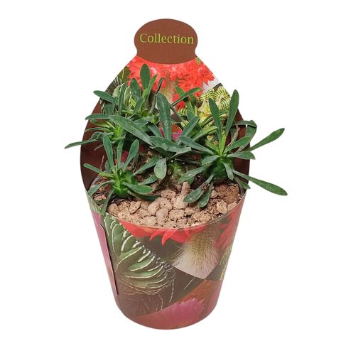 Euphorbia x japonica