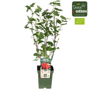 Ribes rubrum RIBEST LISETTE