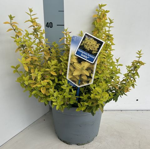 Euonymus fortunei GOLDY