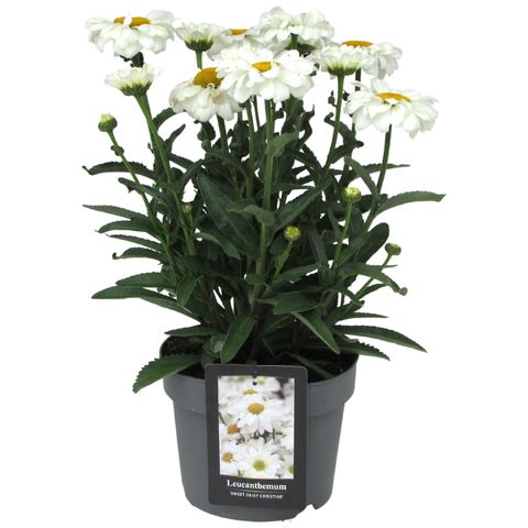 Leucanthemum SWEET DAISY CHRISTINE