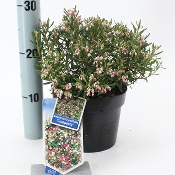 Andromeda polifolia 'Compacta'