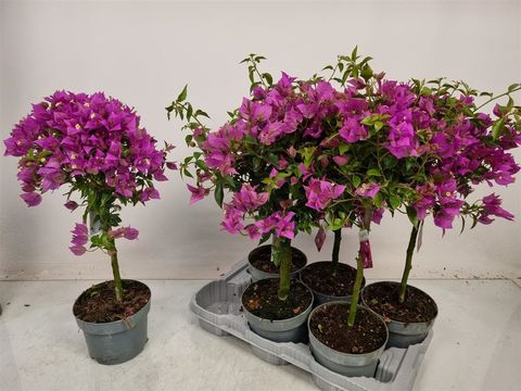Bougainvillea glabra 'Sabina'