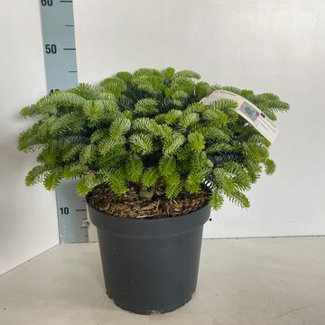 Abies cephalonica 'Meyer's Dwarf'